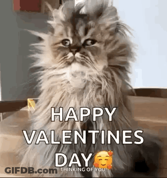 A Fluffy Cat Is Sitting On A Table And Says `` Happy Valentines Day Thinking Of You '' . GIF