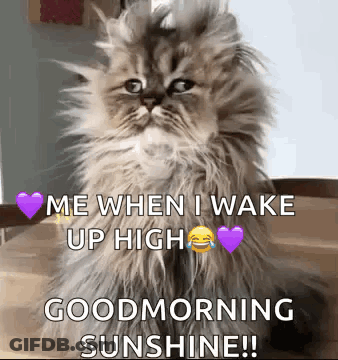 A Fluffy Cat Is Sitting On A Table And Says `` Me When I Wake Up High Goodmorning Sunshine ! '' GIF