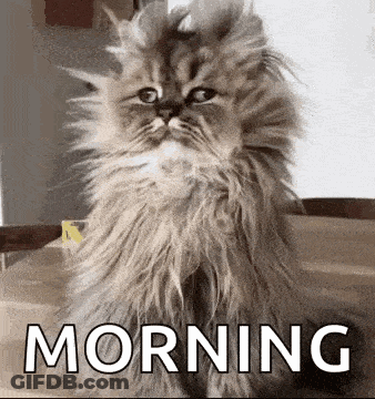 A Fluffy Cat Is Sitting On A Table Next To The Word Morning GIF