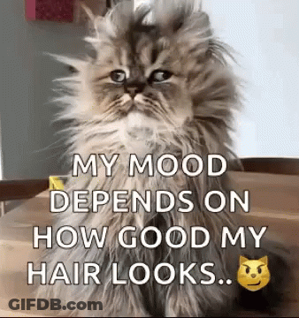 A Fluffy Cat Is Sitting On A Table With A Caption That Says `` My Mood Depends On How Good My Hair Looks ... '' GIF