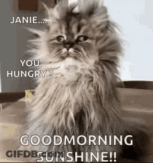 A Fluffy Cat Is Sitting On A Table With A Good Morning Sunshine Greeting . GIF