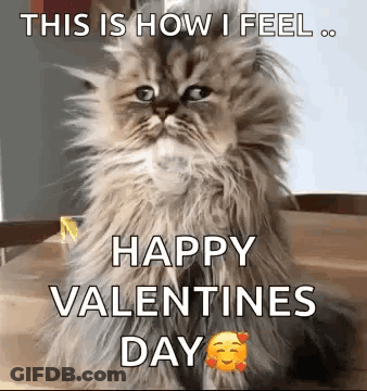 A Fluffy Cat Is Sitting On A Table With A Happy Valentines Day Message . GIF