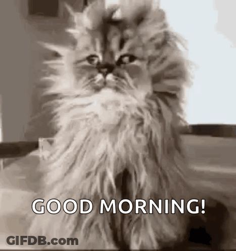 A Fluffy Cat Is Sitting On A Table With The Words `` Good Morning '' Written On It . GIF