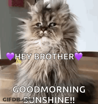 A Fluffy Cat Is Sitting On A Table With The Words `` Hey Brother Good Morning Sunshine '' Written On It . GIF