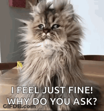 A Fluffy Cat Is Sitting On A Table With The Words `` I Feel Just Fine ! Why Do You Ask ? '' GIF