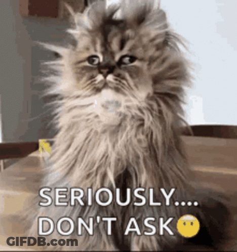 A Fluffy Cat Is Sitting On A Table With The Words `` Seriously ... Don 'T Ask '' Written On It . GIF