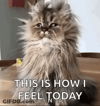A Fluffy Cat Is Sitting On A Table With The Words `` This Is How I Feel Today '' Written On It . GIF