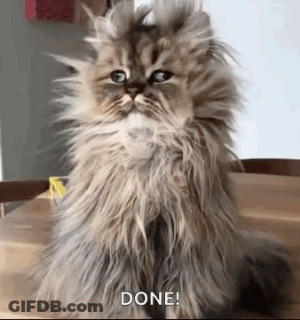 A Fluffy Cat Is Sitting On A Wooden Table And Says `` Done '' . GIF