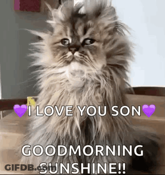 A Fluffy Cat Is Sitting On A Wooden Table And Says `` I Love You Son Good Morning Sunshine ! '' GIF