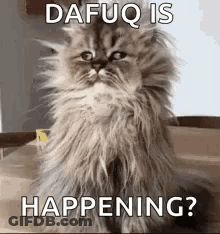 A Fluffy Cat Is Sitting On A Wooden Table With The Words `` Dafuq Is Happening ? '' Written On It . GIF