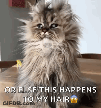 A Fluffy Cat Is Sitting On A Wooden Table With The Words `` Or Else This Happens To My Hair '' . GIF