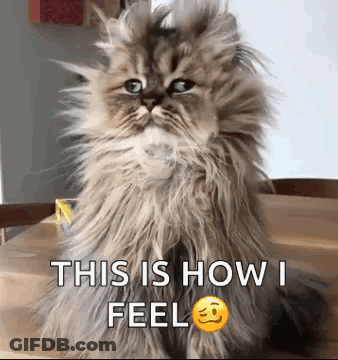 A Fluffy Cat Is Sitting On A Wooden Table With The Words `` This Is How I Feel '' . GIF