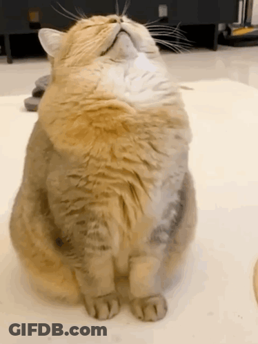 A Fluffy Cat Is Sitting On The Floor With Its Head On Its Paws . GIF