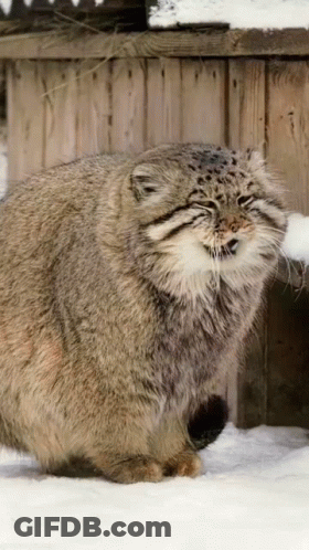 A Fluffy Cat Is Standing In The Snow With Its Mouth Open GIF