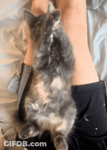 A Fluffy Cat Laying On A Person 'S Leg GIF