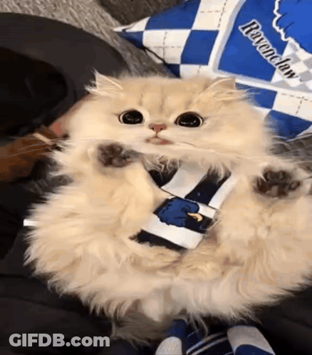 A Fluffy Cat Wearing A Ravenclaw Shirt Is Laying On A Person 'S Lap . GIF