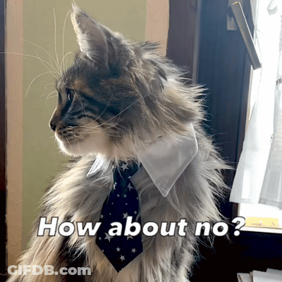 A Fluffy Cat Wearing A Tie And A White Collar Says How About No GIF
