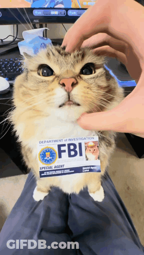 A Fluffy Cat With A Fbi Badge On Its Neck GIF
