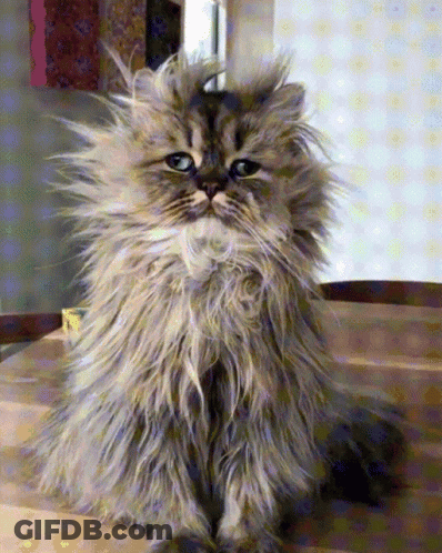 A Fluffy Cat With Blue Eyes Sits On A Wooden Table GIF