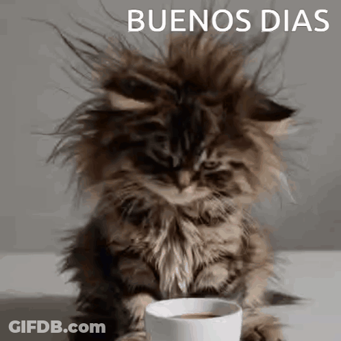 A Fluffy Kitten Is Sitting Next To A Cup Of Coffee And Looking At The Camera . GIF