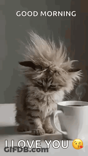 A Fluffy Kitten Is Sitting Next To A Cup Of Coffee And Says `` Good Morning I Love You '' . GIF