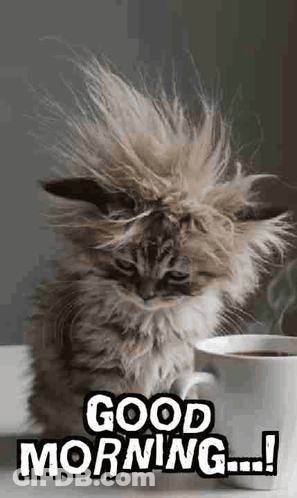 A Fluffy Kitten Is Sitting Next To A Cup Of Coffee And Says `` Good Morning '' . GIF
