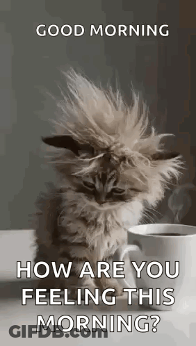 A Fluffy Kitten Is Sitting Next To A Cup Of Coffee On A Table . GIF