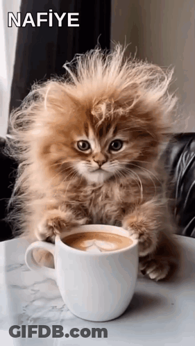 A Fluffy Kitten Is Sitting On A Table With A Cup Of Coffee . GIF