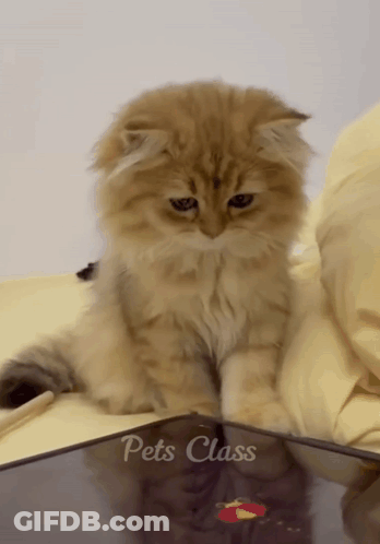 A Fluffy Kitten Is Sitting On A Table With The Words Pets Class Written On It GIF