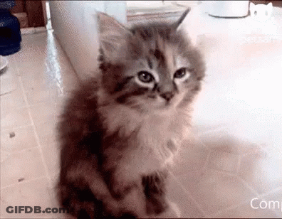 A Fluffy Kitten Is Sitting On A Tiled Floor Looking At The Camera . GIF