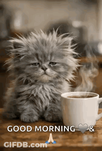 A Fluffy Kitten Sitting Next To A Cup Of Coffee On A Table . GIF