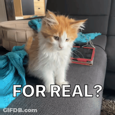 A Fluffy Orange And White Cat Is Sitting On A Couch With The Words " For Real " Above It GIF