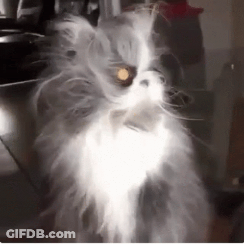 A Fluffy White Cat Is Sitting On A Table With A Light Shining On It . GIF