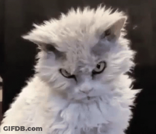 A Fluffy White Cat With A Very Angry Look On His Face GIF