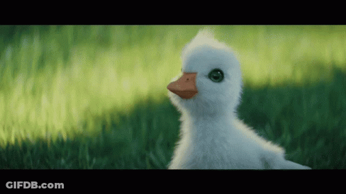 A Fluffy White Duck With A Red Beak Is Standing In The Grass GIF