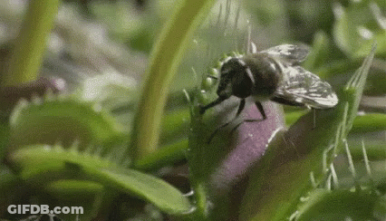 A Fly Is Sitting On Top Of A Venus Flytrap Plant . GIF