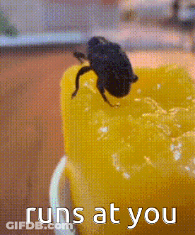 A Fly Sitting On Top Of A Yellow Object With The Words Runs At You Written Below It GIF