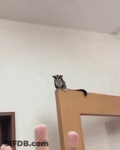 A Flying Squirrel Is Flying Over A Person 'S Finger . GIF
