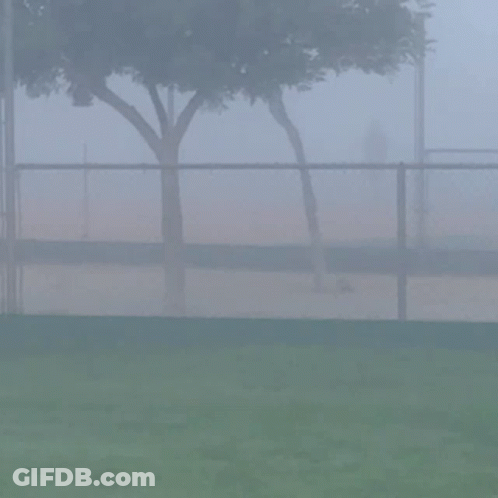 A Foggy Day At A Baseball Field With A Tree In The Background GIF