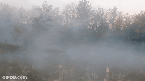 A Foggy Forest With Trees And A River In The Foreground GIF