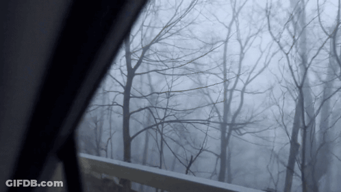 A Foggy Forest With Trees Without Leaves Is Seen Through A Window GIF