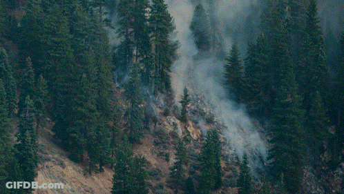 A Forest With A Lot Of Trees And Smoke GIF