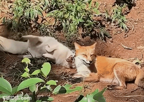 A Fox And A White Dog Are Laying On The Ground In The Dirt . GIF