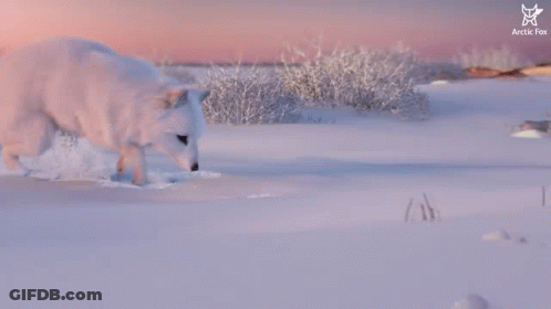 A Fox Is Looking Out Of A Hole With Arctic Fox Written On The Bottom GIF
