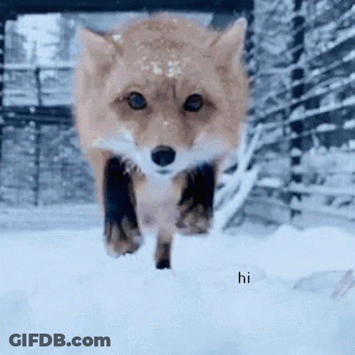 A Fox Is Running Through The Snow And Says Hi In The Lower Right Corner GIF