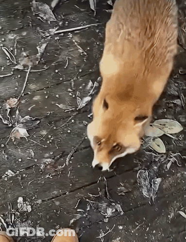 A Fox Is Standing On A Wooden Deck Looking At A Person 'S Foot . GIF