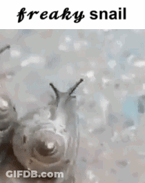 A Freaky Snail With Horns Is Crawling Through The Snow . GIF