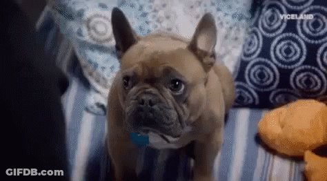 A French Bulldog Is Sitting On A Bed Next To A Stuffed Animal And Pillows . GIF