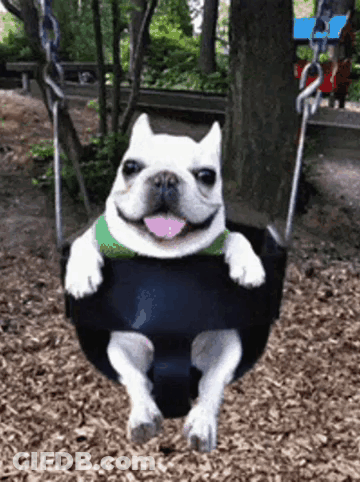 A French Bulldog Is Sitting On A Swing With Its Tongue Out . GIF