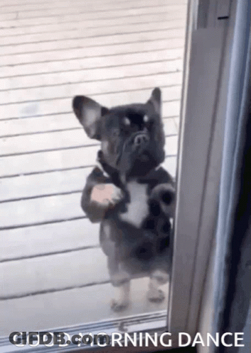 A French Bulldog Is Standing On Its Hind Legs In Front Of A Glass Door . GIF